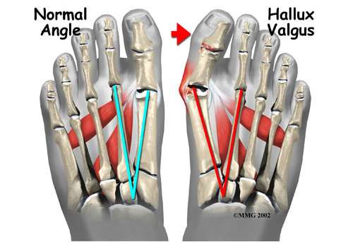 internal foot diagram